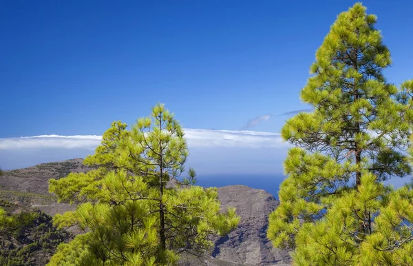 Gran Canaria Bosque Pinos Del Parque Natural Tamadaba Cima Del — Foto de Stock