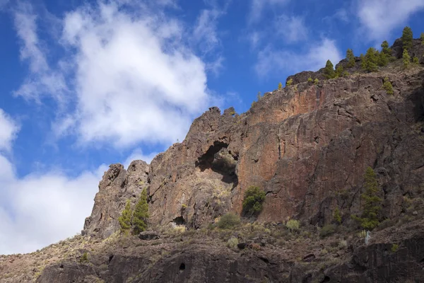 Gran Canaria Nature Park Pine Forest Tamadaba Red Cliff Natural — Stock Photo, Image