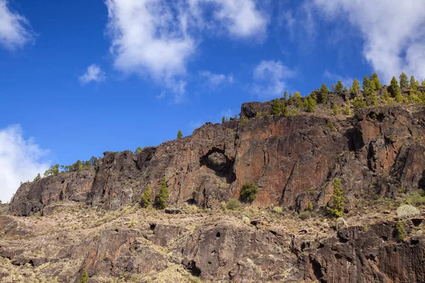 Gran Canaria Bosque Pinos Del Parque Natural Tamadaba Acantilado Rojo — Foto de Stock