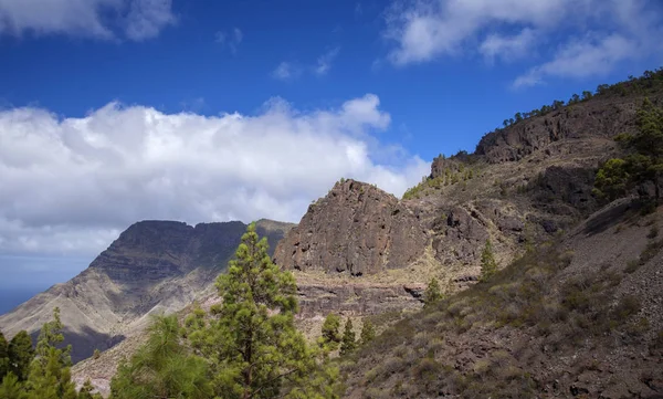Gran Canaria Nature Park Pine Forest Tamadaba Red Cliff Barranco — Stock Photo, Image