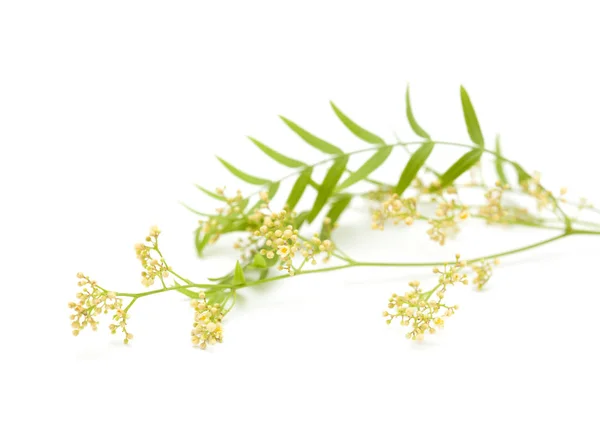 Cluster Tiny White Flowers Peruvian Pepper Tree Schinus Molle Isolated — Stock Photo, Image