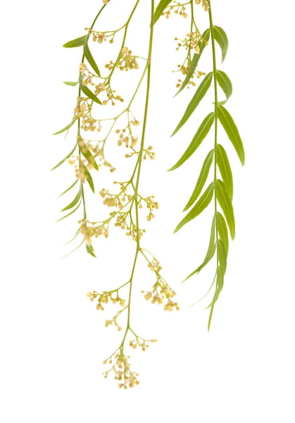 Trauben Von Winzigen Weißen Blüten Des Peruanischen Pfefferbaums Schinus Molle — Stockfoto
