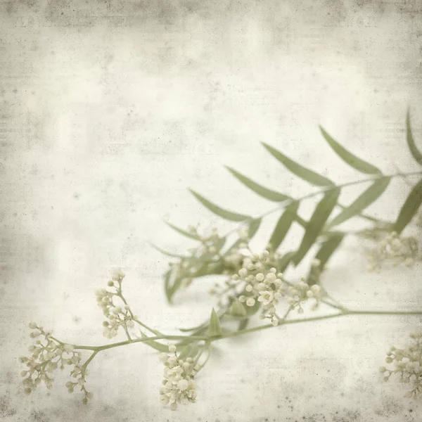 Fondo Papel Viejo Texturizado Con Pequeñas Flores Blancas Árbol Pimienta —  Fotos de Stock