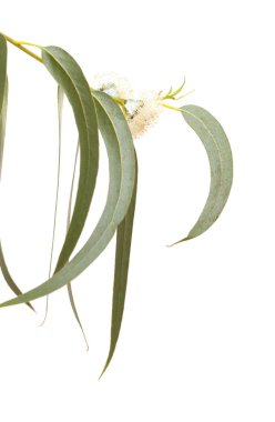 Gran Canaria - Eucalyptus globulus, Tasmanian bluegum, üzerinde beyaz izole çiçek florası