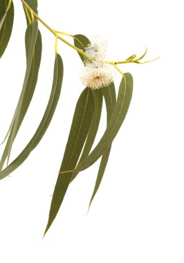 Gran Canaria - Eucalyptus globulus, Tasmanian bluegum, üzerinde beyaz izole çiçek florası