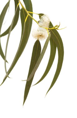 Gran Canaria - Eucalyptus globulus, Tasmanian bluegum, üzerinde beyaz izole çiçek florası