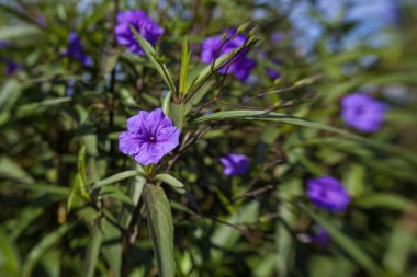 sinek içinde etkisi - Lila impatients ile çiçek arka plan 