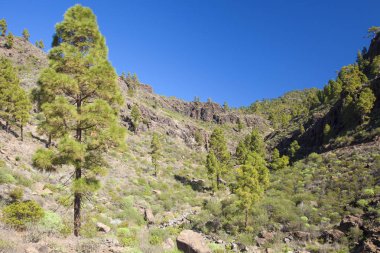 Gran Canaria, Kasım 2018, kenarları Doğa Parkı Inagua, yağmurlar su küçük vadide Barranco del Medio çalıştıran sonra