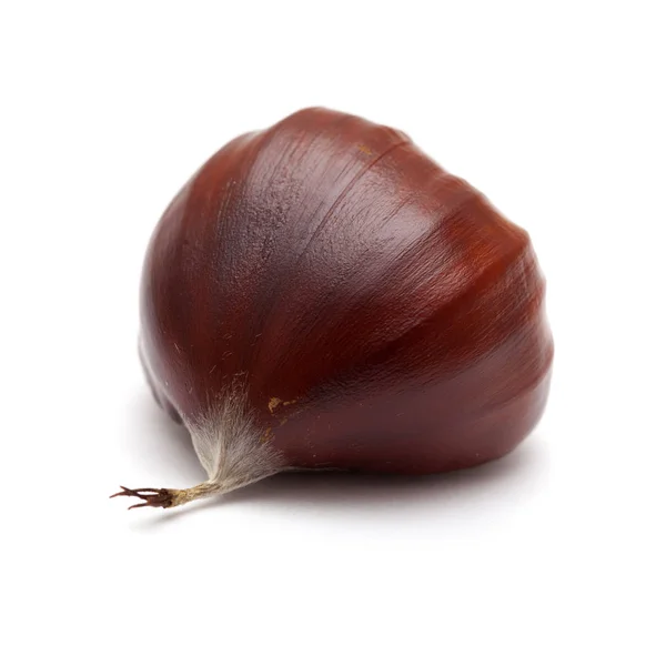 Castaño Dulce Islado Sobre Fondo Blanco — Foto de Stock