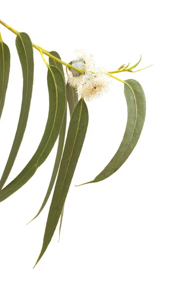 Flora Gran Canaria Flowers Eucalyptus Globulus Tasmanian Bluegum Isolated White — Stock Photo, Image