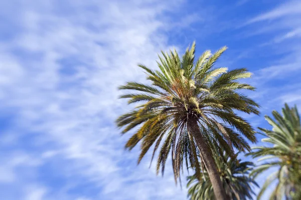 Floraler Hintergrund Mit Fly Effekt Kanarische Palme — Stockfoto