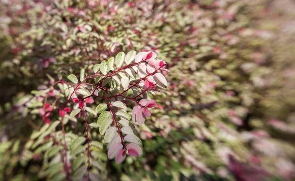 Fundo Floral Com Efeito Fly Folhas Variegadas Arbusto Ornamental — Fotografia de Stock