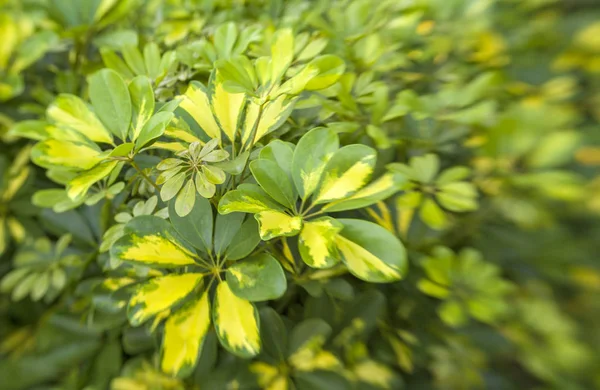 Květinové Pozadí Fly Kamera Efekt Pestré Zelené Listy Deštník Bonsaje — Stock fotografie