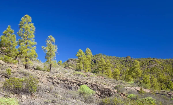 Gran Canaria Noviembre 2018 Bordes Reserva Natural Inagua — Foto de Stock