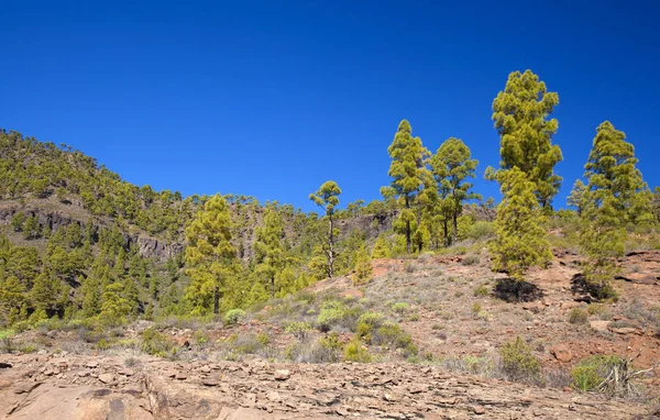 Gran Canaria Noviembre 2018 Bordes Reserva Natural Inagua —  Fotos de Stock