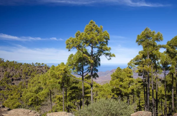 Gran Canaria Noviembre 2018 Bordes Reserva Natural Inagua —  Fotos de Stock