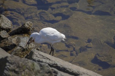 Küçük ak balıkçıl, Egretta garzetta, Las Palmas de Gran Canaria marinada avcılık