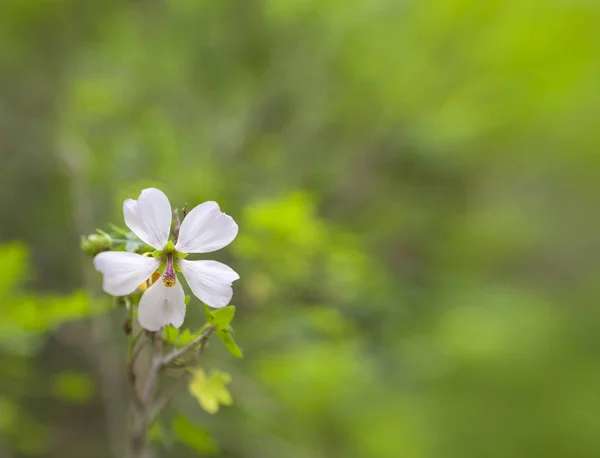 Soft Virágos Háttér Fly Kamera Hatása Malva Acerifolia — Stock Fotó