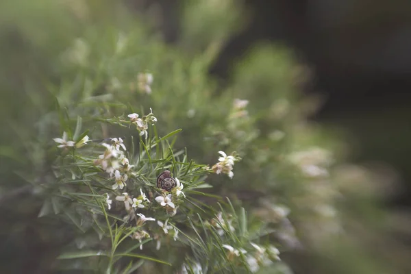 Fond Floral Doux Avec Effet Mouche Dans Caméra Parolinia Glabriuscula — Photo