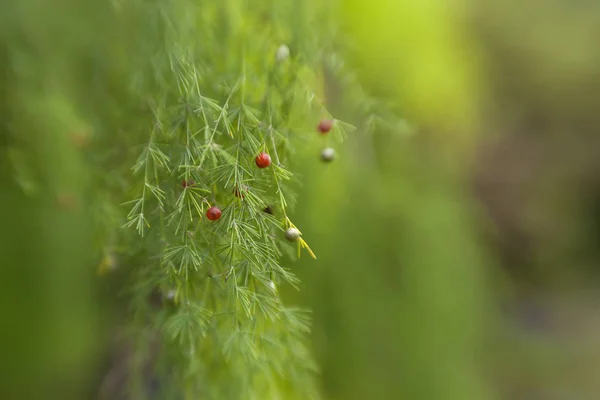Weicher Floraler Hintergrund Mit Fly Kamera Effekt Spargel Scoparius — Stockfoto