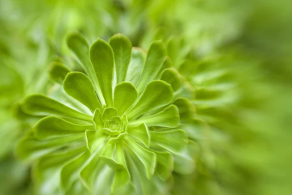Soft Floral Background Fly Camera Effect Aeonium Leaves Rosette — Stock Photo, Image