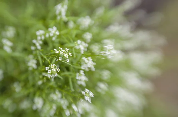 Zachte Florale Achtergrond Met Camera Effect Binnenvliegen Lobularia Canariensis — Stockfoto