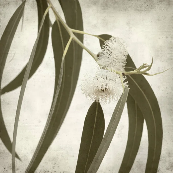 Vieux Fond Texturé Papier Avec Des Fleurs Eucalyptus Globulus — Photo