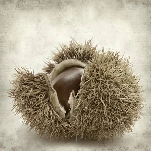 textured old paper background with sweet chestnut