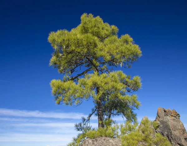 Gran Canaria Dezember Naturpark Tamadaba Kanarienpinien Vor Blauem Himmel — Stockfoto