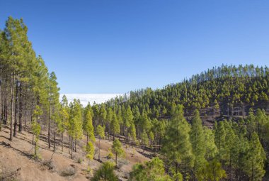 Gran Canaria, Aralık, Las Huelva'daki, adanın en yüksek alanlarda alanı yeniden ormanlık 