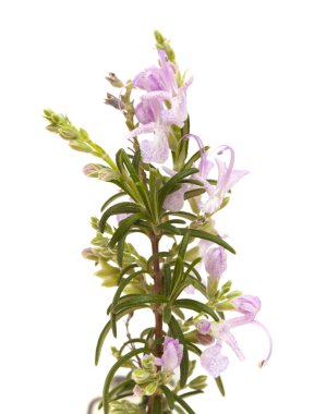 Beyaz arka plan üzerinde izole biberiye küçük dal