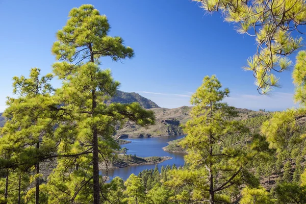 Gran Canaria Diciembre Vista Desde Una Ruta Senderismo Estricta Reserva —  Fotos de Stock