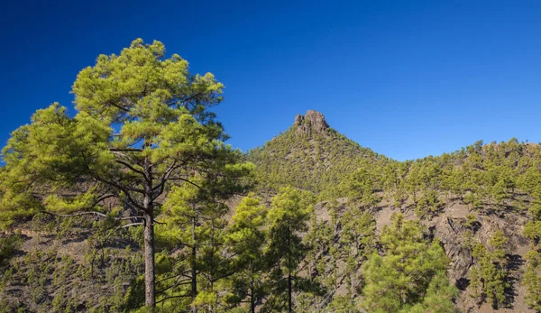 Gran Canaria Dezember Blick Von Einem Wanderweg Strengen Naturreservat Inagua — Stockfoto