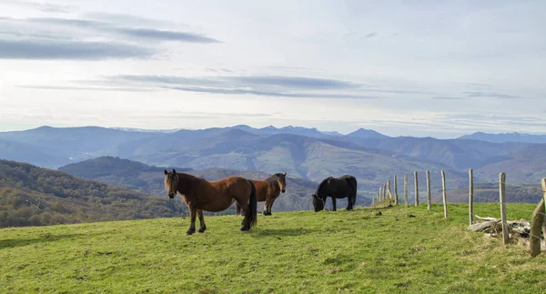 Cantabria View Hiking Path Monte Cilda Ponies Grazing — Stock Photo, Image