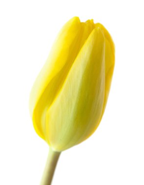 Beyaz arka plan üzerinde izole tek Lale çiçek