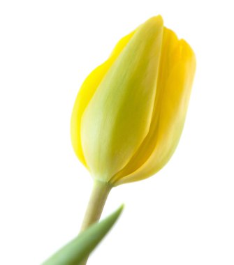 Beyaz arka plan üzerinde izole tek Lale çiçek