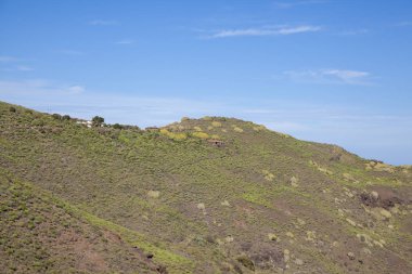 Gran Canaria, Ocak, yol La Ruta Del Cartero, Risco de Agaete ve La Aldea de San Nicolas, hafif yeşil spurge Euphorbia canariensis kümeleri, Gran Canaria çiçek sembolü arasında postacı yolu hiking üzerinden Gösterim