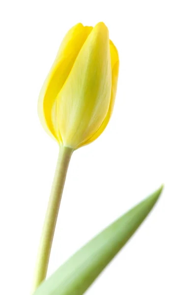 Einzelne Tulpe Blume Isoliert Auf Weißem Hintergrund — Stockfoto
