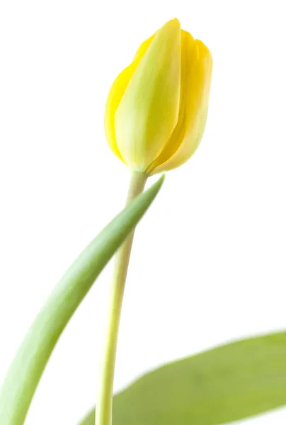 Einzelne Tulpe Blume Isoliert Auf Weißem Hintergrund — Stockfoto