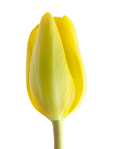 Solteira Flor Tulipa Isolada Fundo Branco — Fotografia de Stock