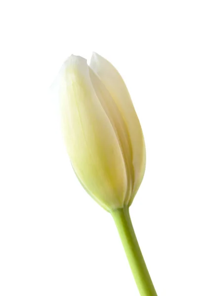 Solteira Flor Tulipa Isolada Fundo Branco — Fotografia de Stock