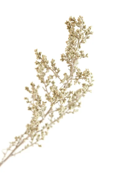 Flora Gran Canaria Artemisia Ramosa Rozvětvené Pelyňku Endemický Gran Canaria — Stock fotografie