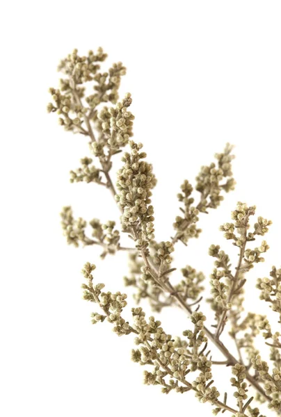Flora Gran Canaria Artemisia Ramosa Rozvětvené Pelyňku Endemický Gran Canaria — Stock fotografie