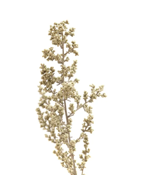 Flora Gran Canaria Artemisia Ramosa Absinto Ramificado Endémico Gran Canaria — Fotografia de Stock