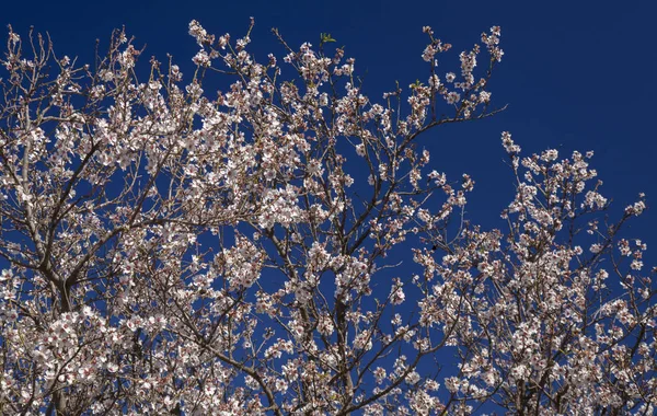 Piękne Tło Kwitnienia Migdałów Gran Canaria Styczeń — Zdjęcie stockowe