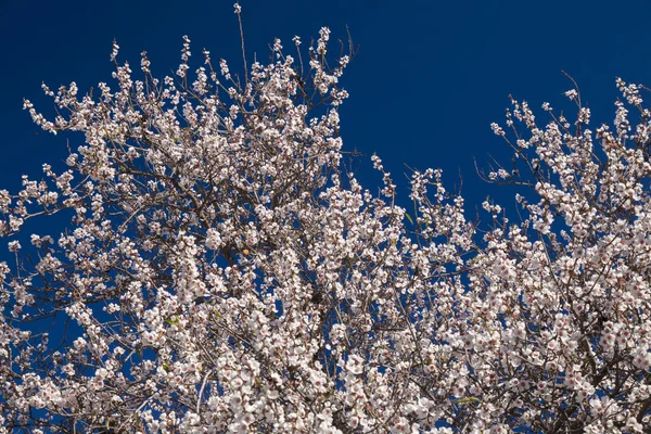 Beautiful Background Flowering Almonds Gran Canaria January — Stock Photo, Image