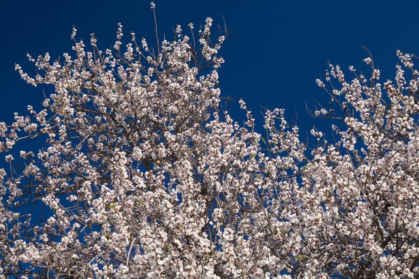 Vacker Bakgrund Blommande Mandel Gran Canaria Januari — Stockfoto