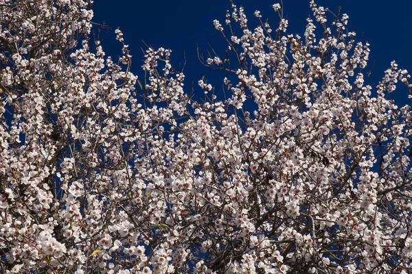 Vacker Bakgrund Blommande Mandel Gran Canaria Januari — Stockfoto