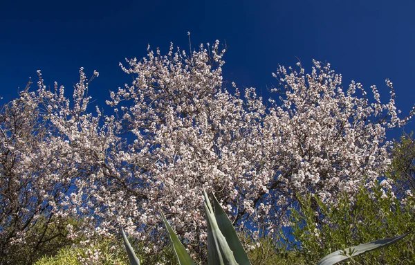 Beautiful Background Flowering Almonds Gran Canaria January — Stock Photo, Image