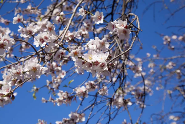 Gyönyörű Háttér Virágzó Mandula Gran Canaria Január — Stock Fotó